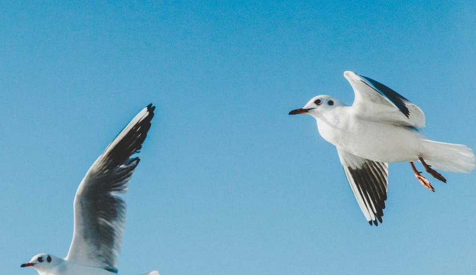 Photograph of two birds flying through a clear blue sky